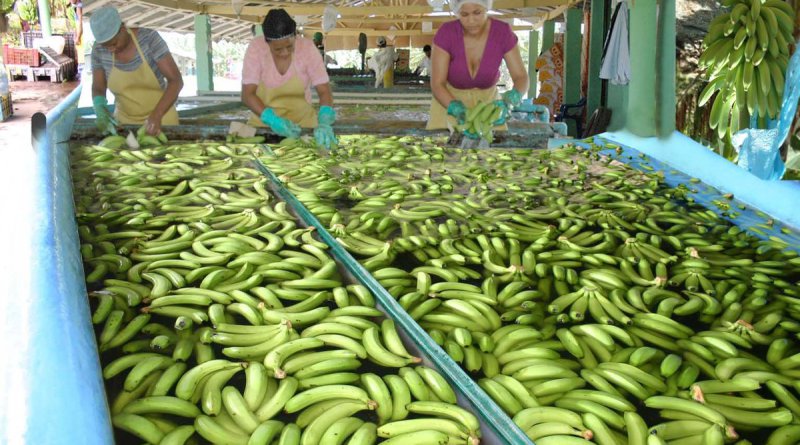 République Dominicaine: Les exportations de bananes s’élèvent à plus de $300 millions post thumbnail image