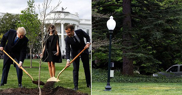 Le chêne planté par Trump et Macron a disparu de la pelouse de la Maison-Blanche post thumbnail image