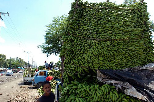 Excédents de production de bananes en République Dominicaine, et l’Etat les rachète post thumbnail image