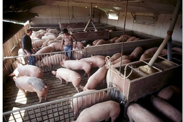 L’IICA soutient les efforts des États-Unis pour éradiquer la peste porcine africaine en Haïti post thumbnail image